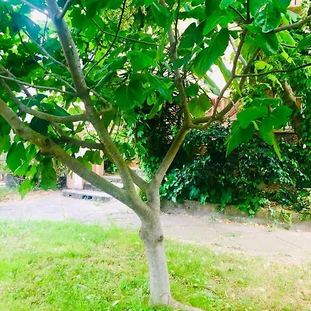 Lejlighed Maison Avec Jardin Pour 4 Personnes A Argeles Sur Mer *